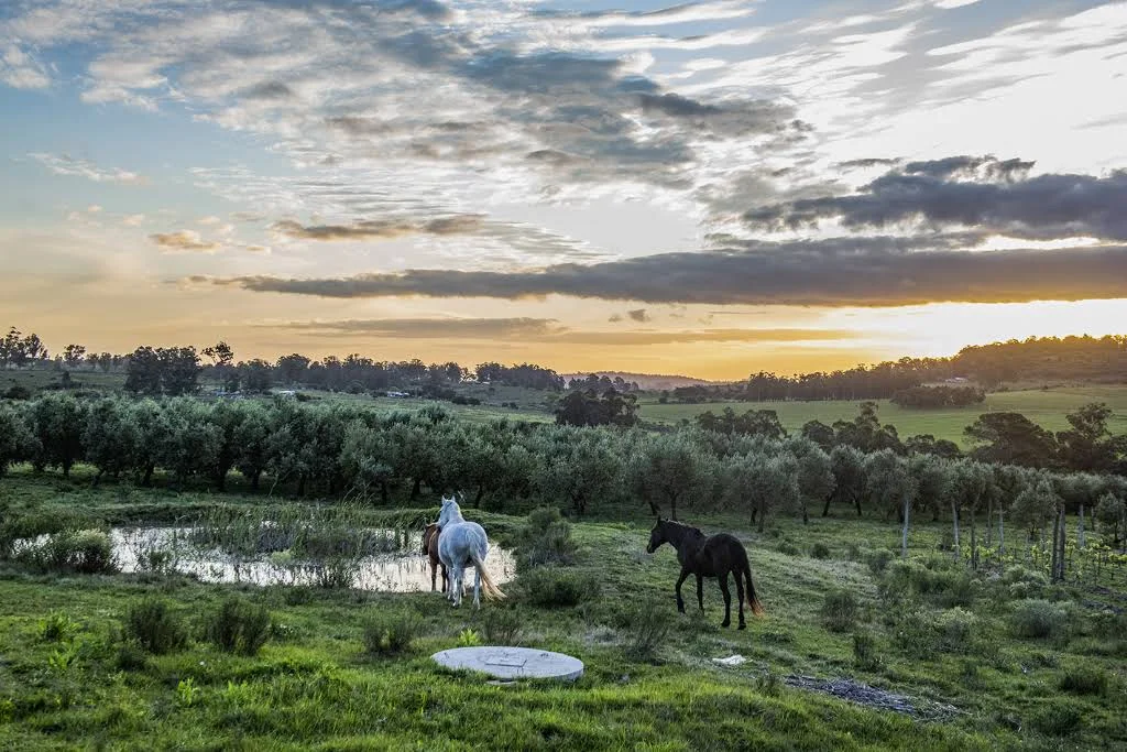 Horses grazing beside the Las Marías olive grove at sunset