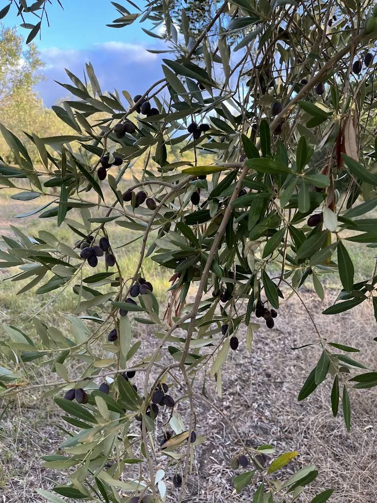 Dark olives ripening among silvery leaves at Las Marías