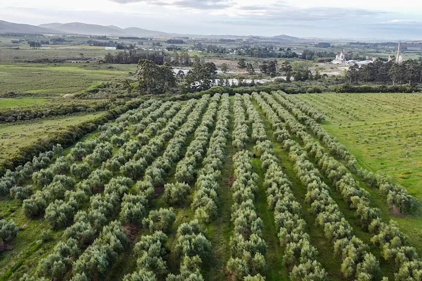 Aerial view of the ordered olive rows at Las Marías