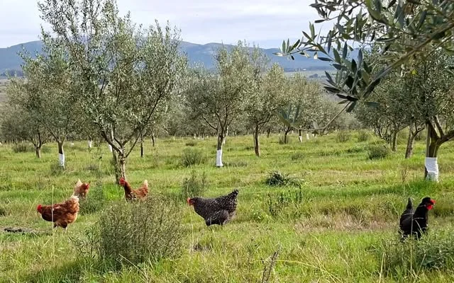 Gallinas recorriendo la pastura entre los olivos