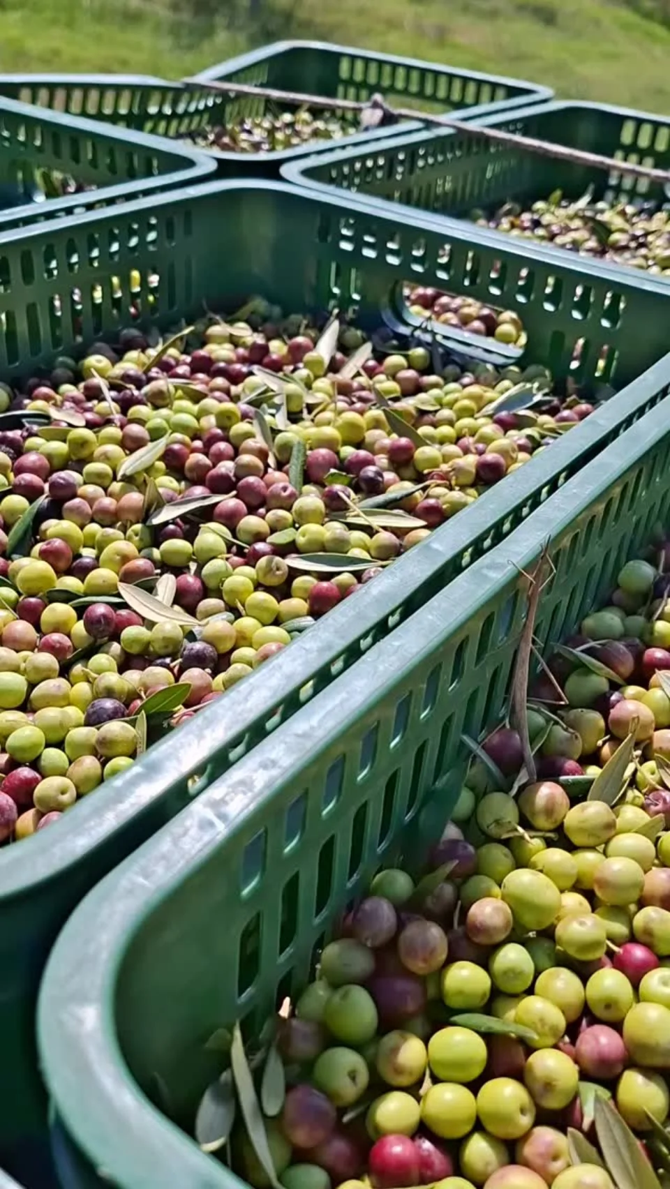Cajones de aceitunas verdes y maduras recién cosechadas en Las Marías