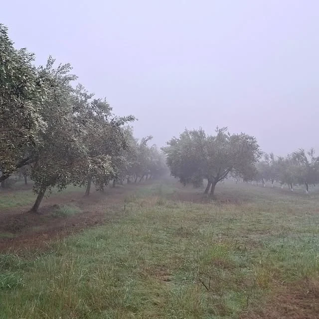 Hileras de olivos cubiertas por la niebla