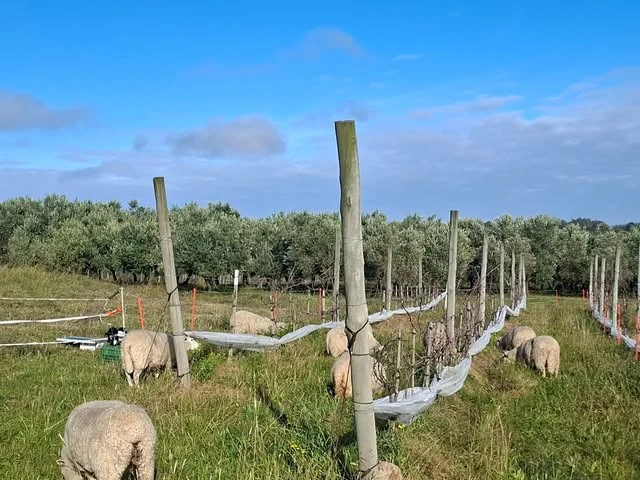 Ovejas pastando entre las hileras del olivar