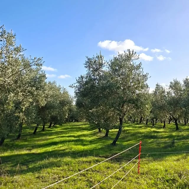 Luz de invierno sobre la pastura del olivar