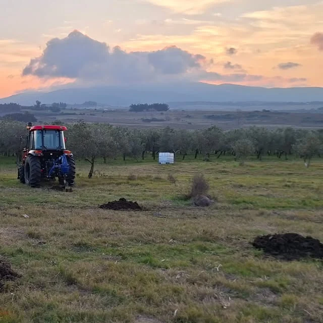 Tractor trabajando en el olivar al atardecer