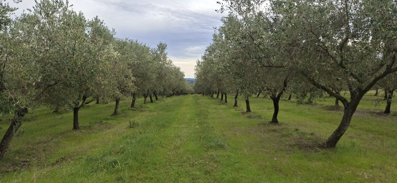 Rows of olive trees across the green Las Marías grove